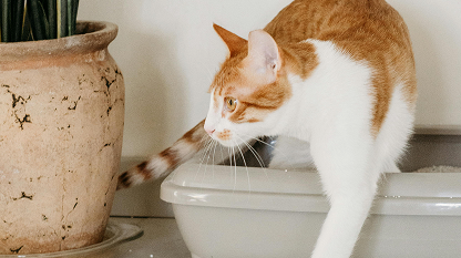 Orange and white cat stepping out of litter box